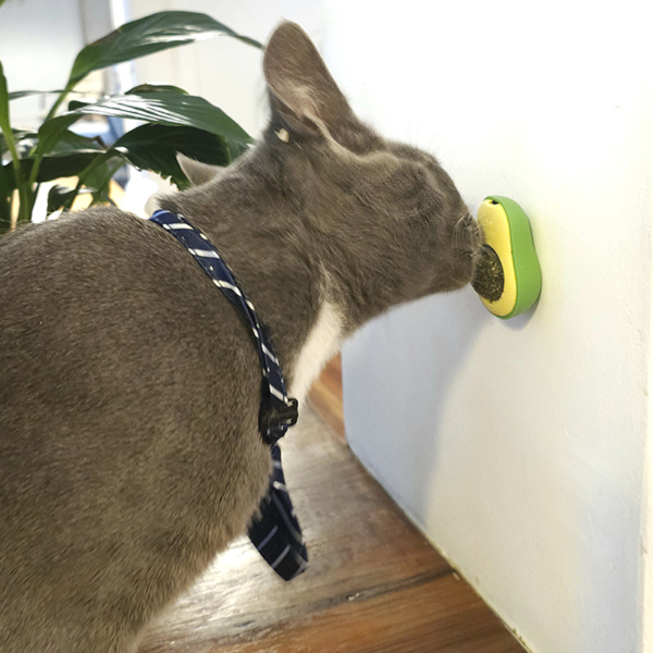 Bola de Hierba Menta Gatera Catnip en forma de Palta para Gato. - Imagen 2