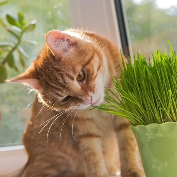 Semillas de Hierba Gatera - Nutrición y Bienestar para Gatos Conejos y Roedores