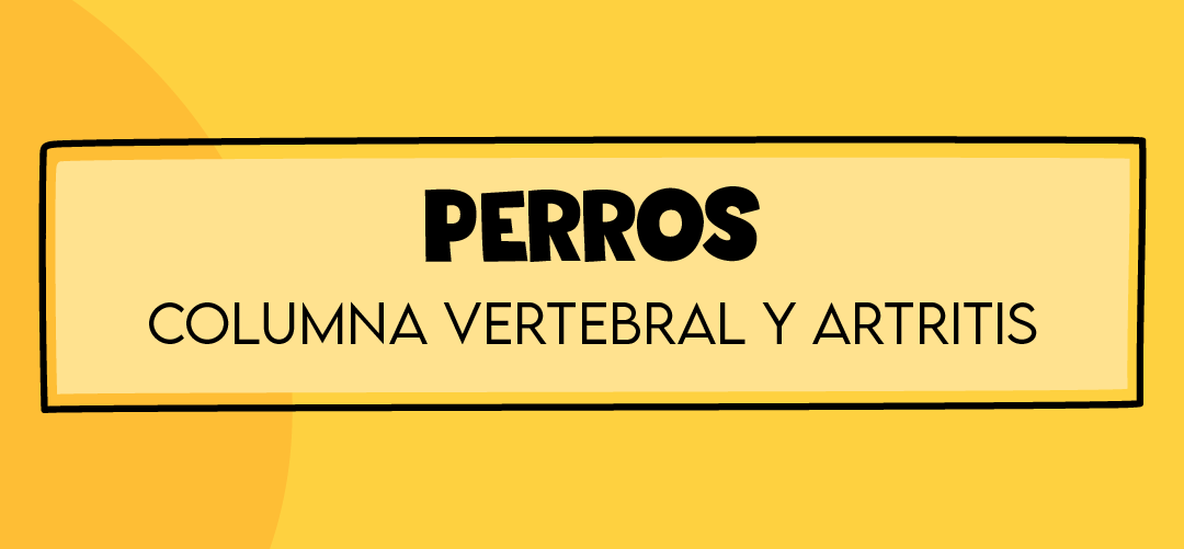 Problemas en la Columna Cervical y Artritis en Perros: Cómo Evitarlos y Tratarlos 🐶❤️