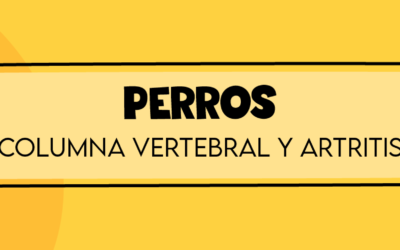 Problemas en la Columna Cervical y Artritis en Perros: Cómo Evitarlos y Tratarlos 🐶❤️