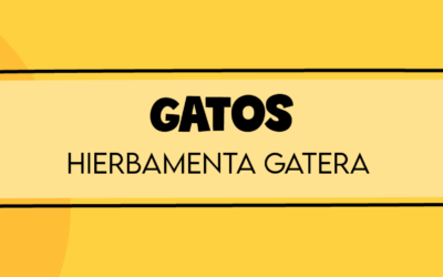 ¿Qué es la Hierba Menta Gatera y cómo se puede usar?