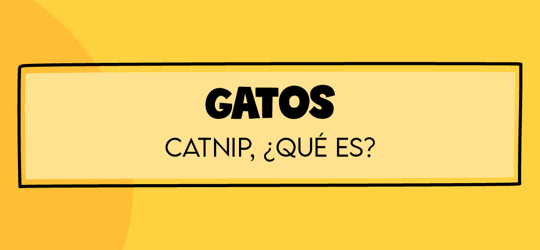 Hierba Menta Gatera: Todo lo que necesitas saber sobre el Catnip.