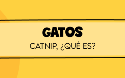 Hierba Menta Gatera: Todo lo que necesitas saber sobre el Catnip.