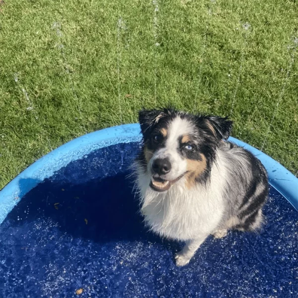 Piscina con Aspersor de Agua para Refrescar a tu Mascotas - Imagen 3